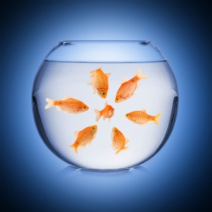 fishbowl mobbing concept